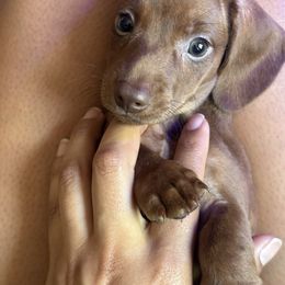 Dawn - Brindle female Dachshund puppy in Rialto, California from DashiesDach