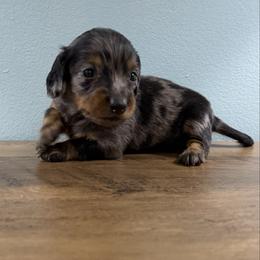 Mocha (Zina) - Dapple female Dachshund puppy in Live Oak, Florida from Johnson’s Weiner Farm