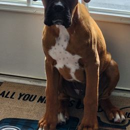 Boxer Puppies from SmashBox Kennel