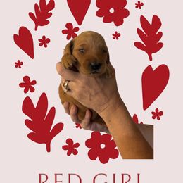 Golden Retriever Puppies from Family Loved Golden Retrievers