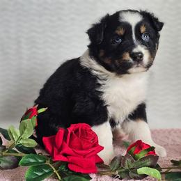 Reid - Black tri-color male Australian Shepherd puppy in Mountain Grove, Missouri from K Bar H Farms