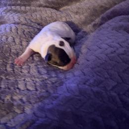 Baby boy 1 - Black brindle and white male Boston Terrier puppy in Charleston, West Virginia from Mountain Momma Bostons