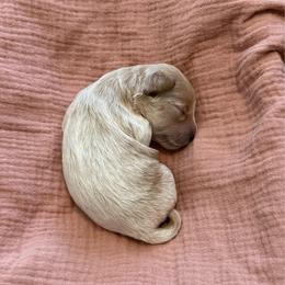 Nova - Buff female Cockapoo puppy in Mesa, Arizona from Goldenpaw Cockapoos