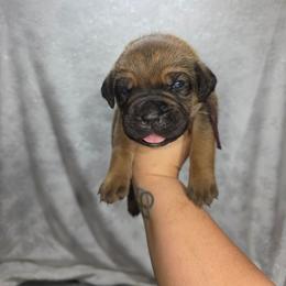 Girl 4 - Chestnut brindle female Cane Corso puppy in Forney, Texas from Dallas Lonestar Bullies
