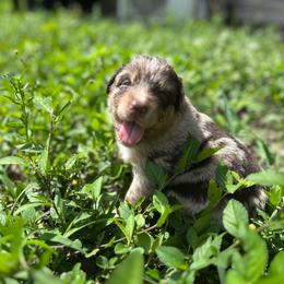 Augustus - Red merle male Australian Shepherd puppy in Fort Myers, Florida from U Cross Australian Shepherds
