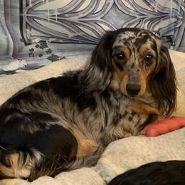 Samara - Dachshund