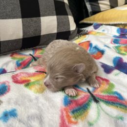 Titan - Lavender male Pomeranian puppy in Randleman, North Carolina from Luxurious Poms