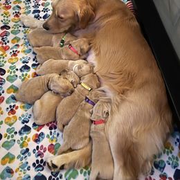 Golden Retriever Puppies from Golden Hour Golden Retrievers