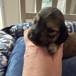 Starlight - Cream female Dachshund puppy in Temple, Texas from Brit’s Doxie Crossing