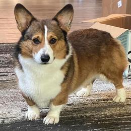 Yuri - Pembroke Welsh Corgi