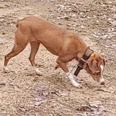 Dachshunds and Treeing Feists from 10x Farms