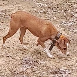 Dachshunds and Treeing Feists from 10x Farms