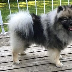 Keeshond puppies from Markwright Keeshond