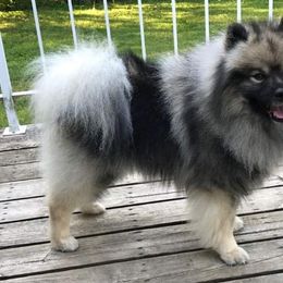 Keeshond puppies from Markwright Keeshond
