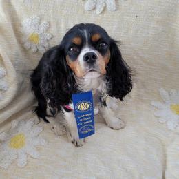Cavalier King Charles Spaniels from Hope Cavaliers