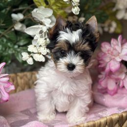 Orange Boy 2575 - Black tan and white male Biewer Terrier puppy in Ambrose, Georgia from Southern Star Biewer Terriers