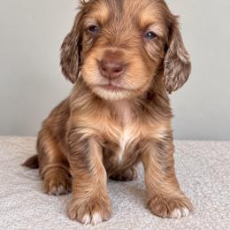 Rusty - Dapple male Dachshund puppy in Tucson, Arizona from Dachshund Family Co.