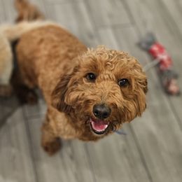 Brownie - Goldendoodle