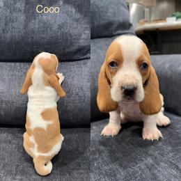 Basset Hound Puppies from Terry Farms