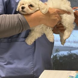 Birch - White male Coton de Tulear puppy in Ludington, Michigan from Cotten's Sunset Kennels