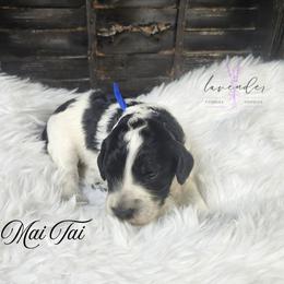 Mai Tai - Black and white male Cockapoo puppy in Mancelona, Michigan from Lavender poodles & doodles