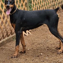 Purple Girl - Black and rust Doberman Pinscher puppy in Georgia from Jeti Dobermans