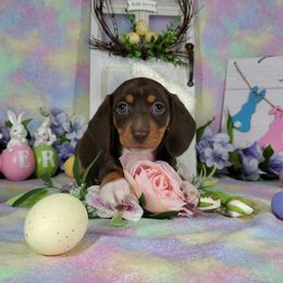 Dachshund Puppies from Newbern's Nuggets