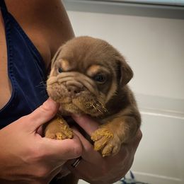 Bulldog and French Bulldog Puppies from JuneBug Bullies