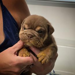 Bulldog and French Bulldog Puppies from JuneBug Bullies