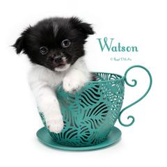 Watson (formerly Royce) - Black male Mi-Ki puppy in Elizabeth, Colorado from Royal T Mi-Kis