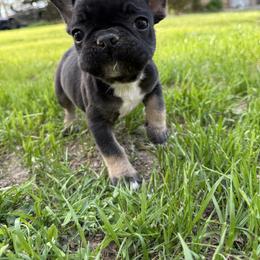 French Bulldog Puppies from Black Water Frenchies