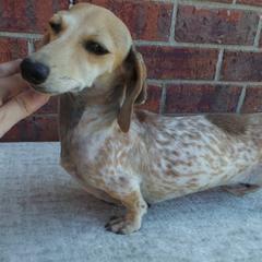 Reba - Dachshund