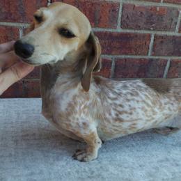 Reba - Dachshund