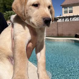 Black Collar Boy - Yellow male Labrador Retriever puppy in Las Vegas, Nevada from Lucky Labrador Retrievers