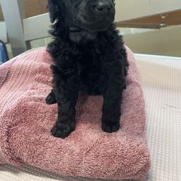 Berry - Black male Poodle puppy in Hartselle, Alabama from Phare Poodles