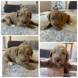 Apricot Abstract Boy - Apricot male Goldendoodle puppy in Lancaster, South Carolina from Silver Hill Farm SC