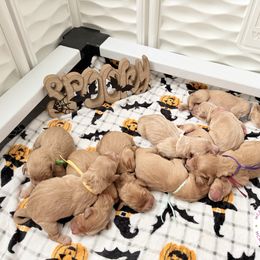 Boy 3 - Golden male Golden Retriever puppy in Belton, South Carolina from McAbee’s Golden Retrievers