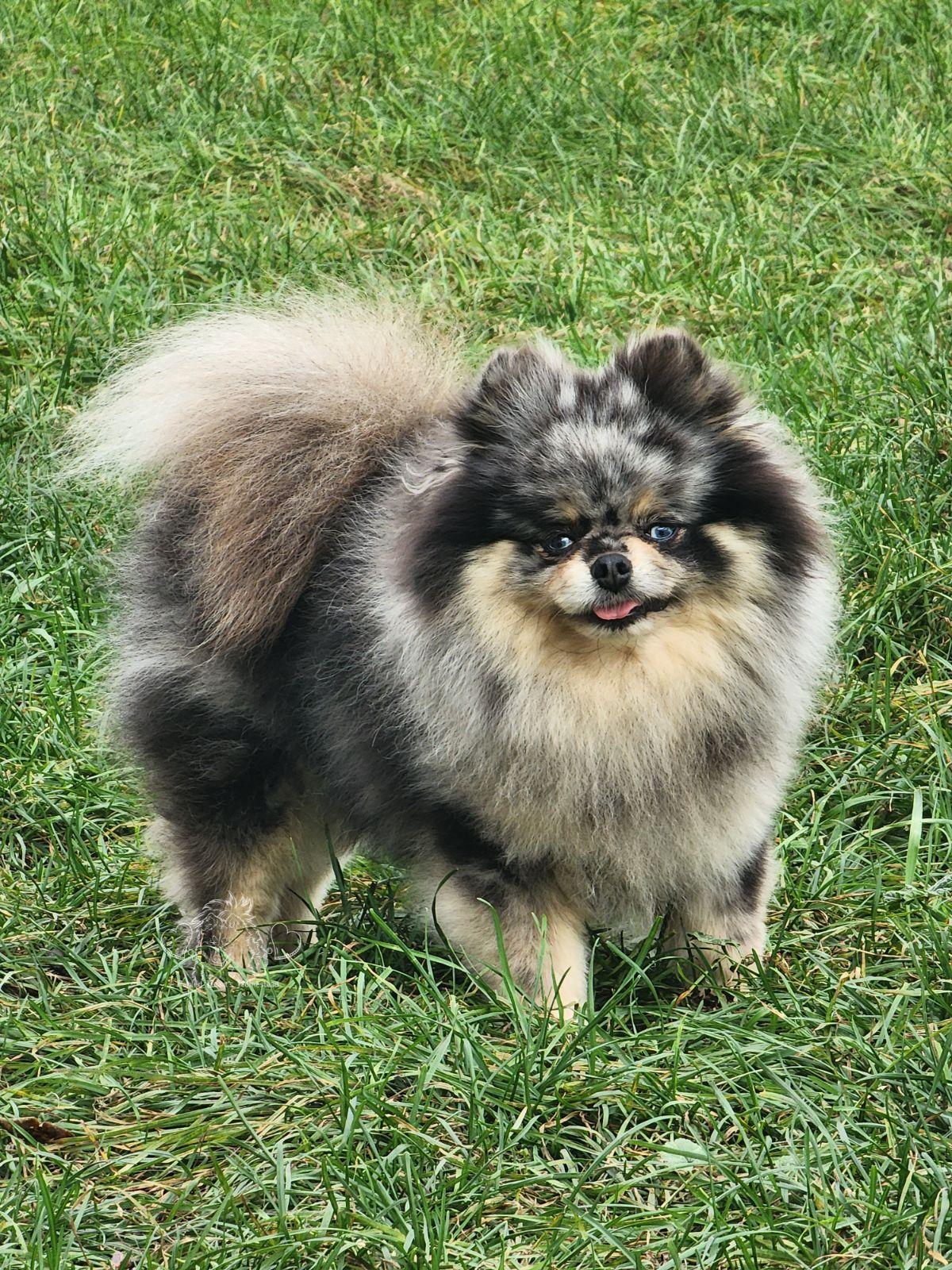 Gizmo