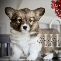 Red.Sable FLUFF Girl 3 Kept Tail - Red female Pembroke Welsh Corgi puppy in Locust Grove, Oklahoma from Hidden Hillsides Corgis