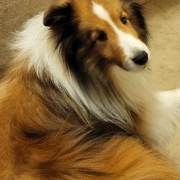 Ravi - Sable and white male Shetland Sheepdog puppy in Terrebonne, Oregon from Splendor Shelties