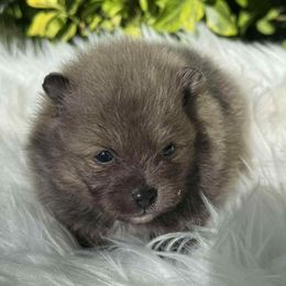 Vader - Wolf sable male Pomeranian puppy in Sandia, Texas from Broken Arrow Poms