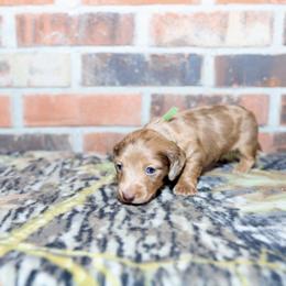 Boykin Spaniel, Dachshund, and German Shorthaired Pointer Puppies from Whiskey River Farm