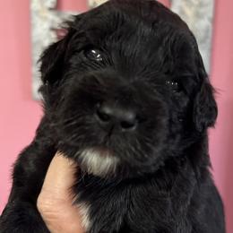 Girl 3 - Black female Goldendoodle puppy in Placerville, California from New Dawn Poodles and Doodles