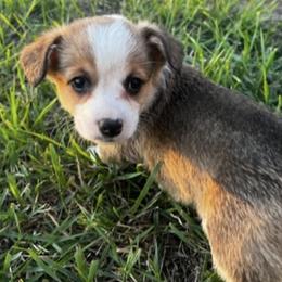 Pembroke Welsh Corgi Puppies from JD's Corgi Kennel