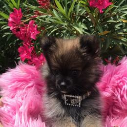 Pomeranian Puppies from Regal Poms
