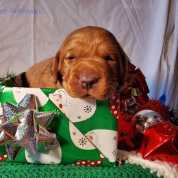 Labrador Retriever Puppies from Kilgore’s Labrador Retrievers