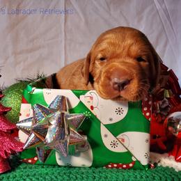 Labrador Retriever Puppies from Kilgore’s Labrador Retrievers