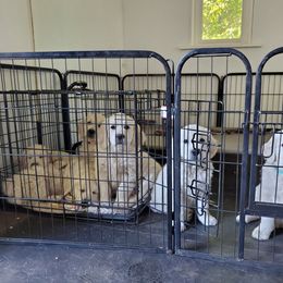 Golden Retriever Puppies from Hoekema Homestead Goldens