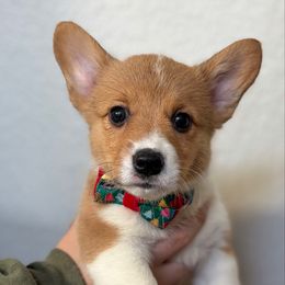 5 - Sable female Pembroke Welsh Corgi puppy in Garland, Texas from Barker's Corgis