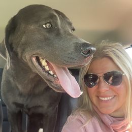 Ace - Labrador Retriever